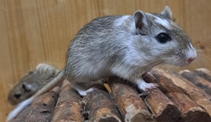 junge Rennmäuse Rennmaus Gerbil Jungtiere Mongolische Wüstenrennmäuse Bild 8