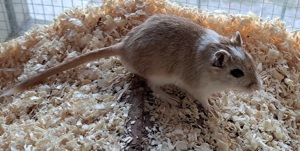 junge Rennmäuse Rennmaus Gerbil Jungtiere Mongolische Wüstenrennmäuse Bild 5
