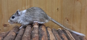 junge Rennmäuse Rennmaus Gerbil Jungtiere Mongolische Wüstenrennmäuse Bild 7