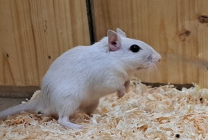 junge Rennmäuse Rennmaus Gerbil Jungtiere Mongolische Wüstenrennmäuse Bild 4