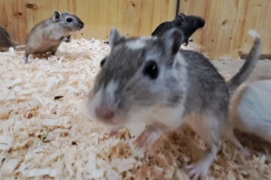 Flinke kleine Rennmäuse Rennmaus Gerbil bunte Gerbile männlich weiblich