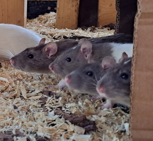 junge bunte quirlige Farbratten Farbratte Ratten Farbratte männlich weiblich