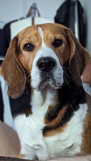 Beagle Junge 5 alt zur Deckung