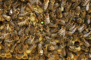 Carnica Königin | Mutter aus Reinzucht | Bienenkönigin Begattet