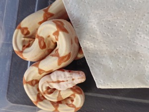 Boa Constrictor Imperator   Kaiserboa   Sunglow  Salmon  Classic fast ausverkauft