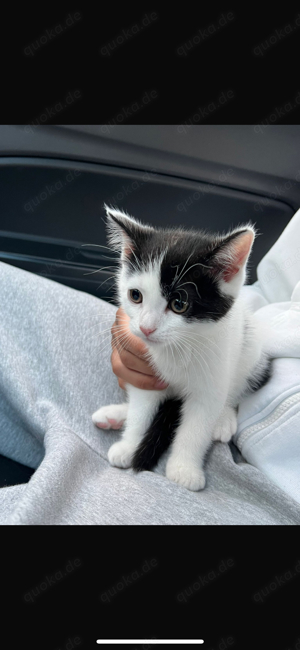 Angora Katze