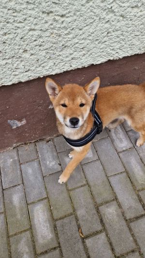 Shiba inu rüde 