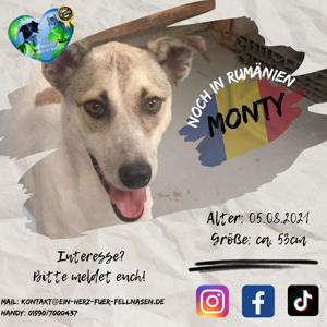 Monty sucht seine Familie