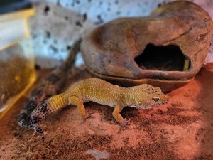 Leopardgecko Männchen Giant 