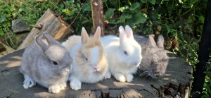 Zwergkaninchen    Hasen    Kaninchen  Bild 4