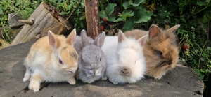 Zwergkaninchen    Hasen    Kaninchen  Bild 6