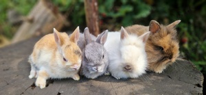 Zwergkaninchen    Hasen    Kaninchen  Bild 9