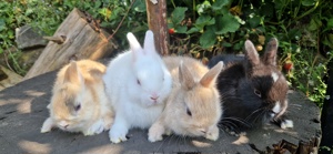 Zwergkaninchen    Hasen    Kaninchen  Bild 2