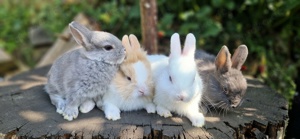 Zwergkaninchen    Hasen    Kaninchen  Bild 8