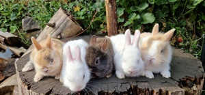 Zwergkaninchen    Hasen    Kaninchen  Bild 3