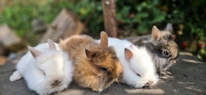 Zwergkaninchen    Hasen    Kaninchen  Bild 7