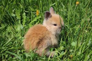 Teddyzwerge und MM Löwenköpfchen Babys Zwergkaninchen