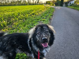 Kaukasischer Schäferhund in gute Hände abzugeben 