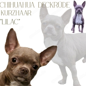 Chihuahua Deckrüde *lilac Kurzhaar*