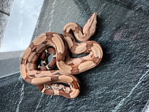 0.1 Boa c.constrictor Guyana