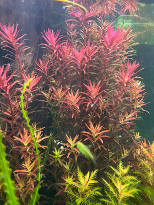 Rotala rotundifolia Rot Red Blood Singapore