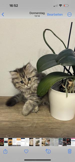 Reinrassige Perser BLH-Kitten, mit Papieren zu verkaufen Bild 10