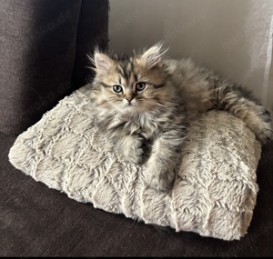 Reinrassige Perser BLH-Kitten, mit Papieren zu verkaufen Bild 4
