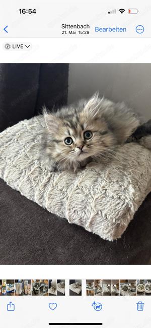 Reinrassige Perser BLH-Kitten, mit Papieren zu verkaufen Bild 9