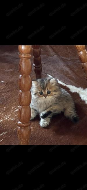 Reinrassige Perser BLH-Kitten, mit Papieren zu verkaufen Bild 5