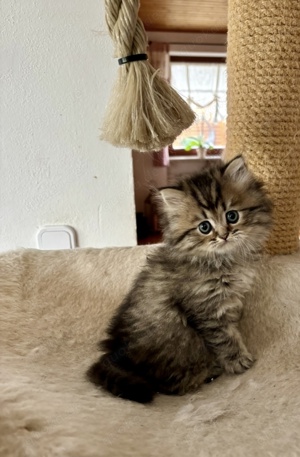 Reinrassige Perser BLH-Kitten, mit Papieren zu verkaufen Bild 2
