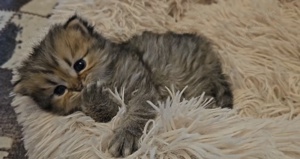 Reinrassige Perser BLH-Kitten, mit Papieren zu verkaufen Bild 3