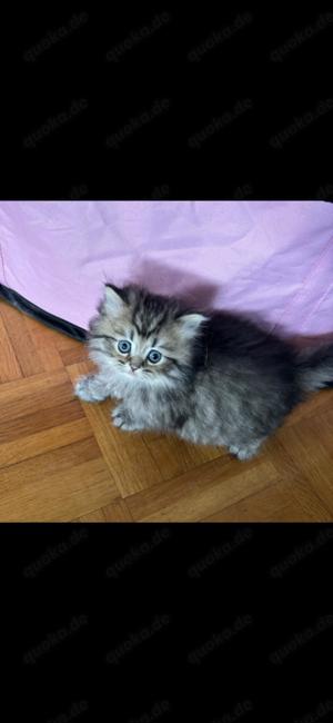 Reinrassige Perser BLH-Kitten, mit Papieren zu verkaufen Bild 7