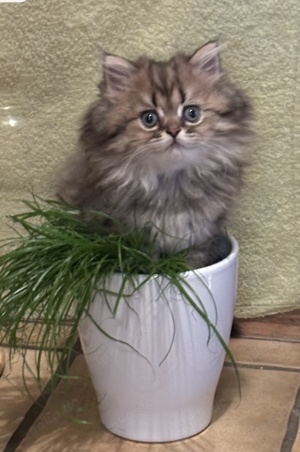 Reinrassige Perser BLH-Kitten, mit Papieren zu verkaufen Bild 6