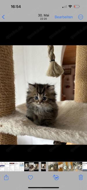 Reinrassige Perser BLH-Kitten, mit Papieren zu verkaufen Bild 8