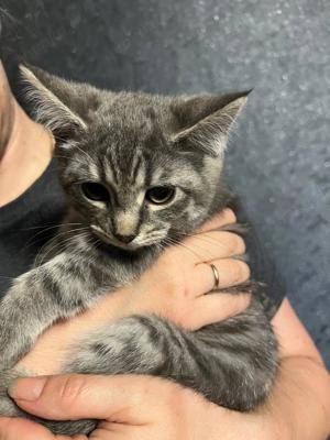 maine coon russisch blau mix allergikergeignet 