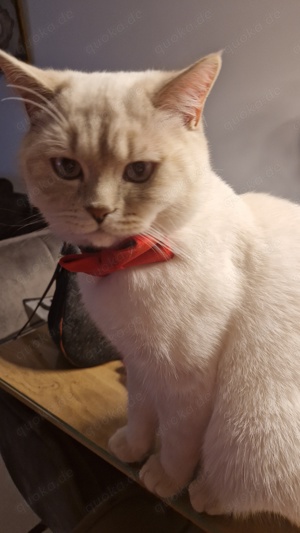 BKH Deckkater Kein Verkauf!