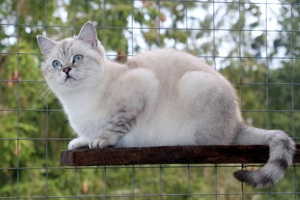 Wunderschöne, gesunde BKH-Point-Kitten (m. Stb.) in liebevolle Hände