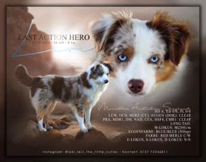 Mini Aussie Deckrüde (Miniature Australian Shepherd) 