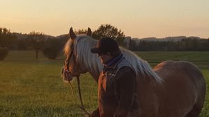 Reitunterricht für Anfänger und Fortgeschrittene auf Reitbeteiligungsbasis Bild 5