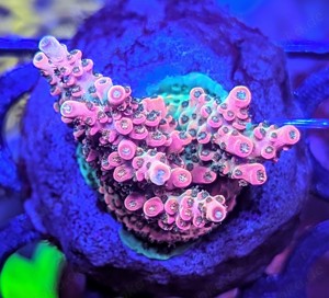 Korallen Ableger SPS LPS Zoanthus Scheibenanemonen Bild 7