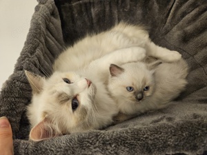 Ragdoll Kitten mit Stammbaum