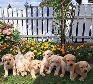 Reinrassige Labradorwelpen mit Stammbaum Ahnentafel!