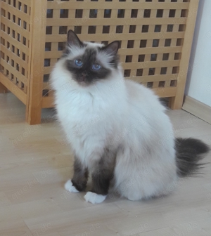 Wunderschöne Heilige-Birma Katze (kastriert)