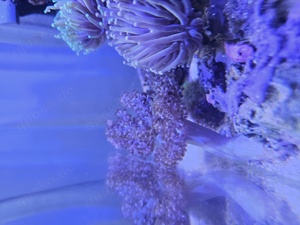 Sinularia Koralle leicht mint