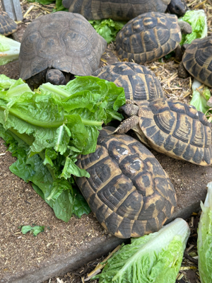 Testudo hermanni hermanni Weibchen adult