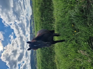 Hübsche Stute sucht Reitbeteiligung 