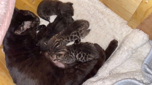Bengal Kitten Melanistic, Braun, Black charcoal  Bild 1