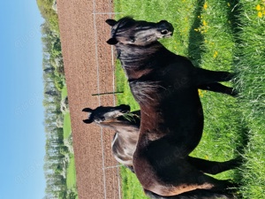 Pony sucht Reitbeteiligung 