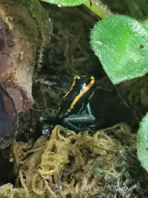 Phyllobates vittatus  Bild 2