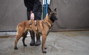 Maurice - Malinois-Fans aufgepasst